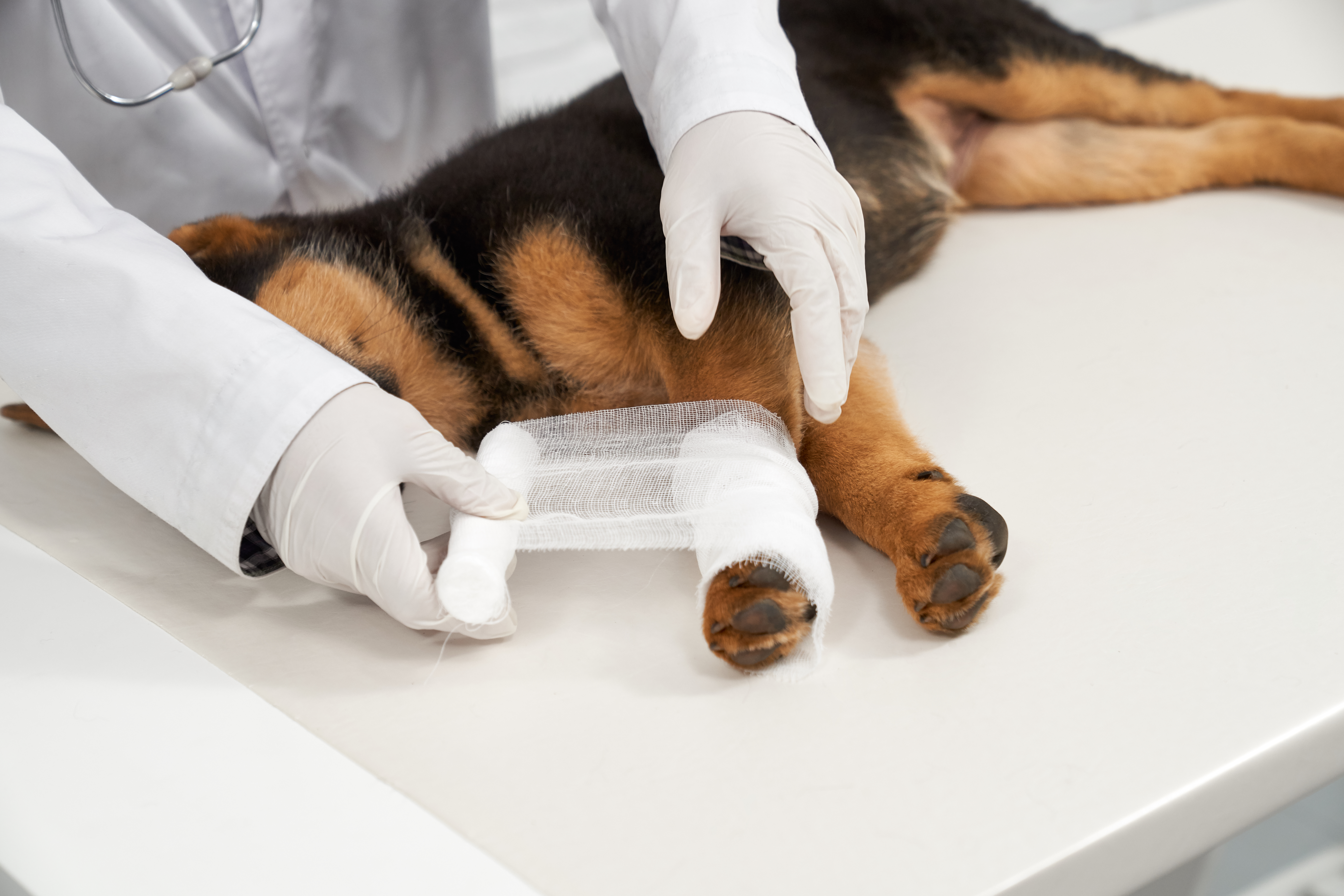 Pet surgery